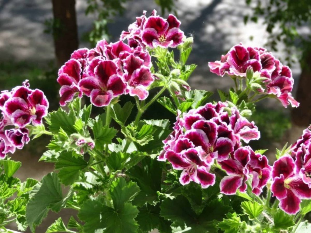 Пеларгония осенью у кафе Пеларгония осенью у кафе