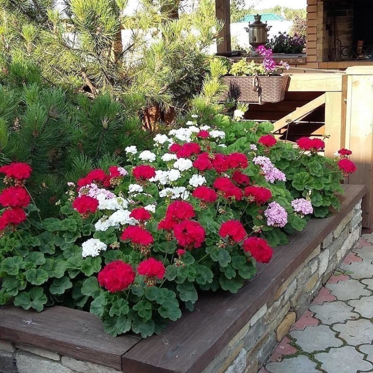 Пеларгонии на клумбе Пеларгонии на клумбе