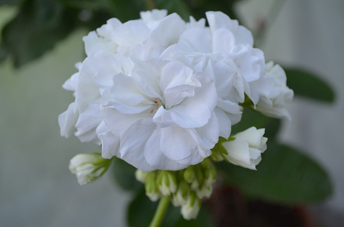 Герань (пеларгония) белая махровая Герань (пеларгония) белая махровая