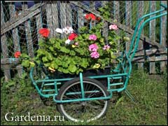 Пеларгония в цветнике Пеларгония в цветнике