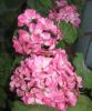 Герань (пеларгония) розовая с белым центром