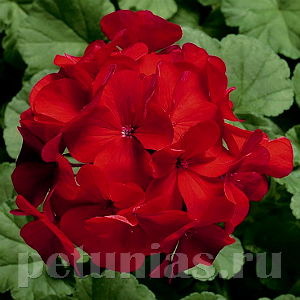Герани (пеларгонии) Ringo 2000 F1 Cardinal и Палитра красок оранжевая с белым центром
