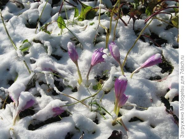 Цветет зиме наперекор... Цветет зиме наперекор...