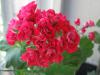 Розоцветная (Rosebud) пеларгония (герань) красно-розовая