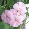 Герань (пеларгония) нежно-розовая (как яблоневый цвет)