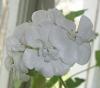 Герань (пеларгония) белая махровая