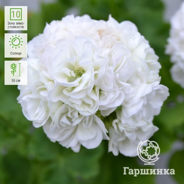 Пеларгония розебудная Пеларгония розебудная