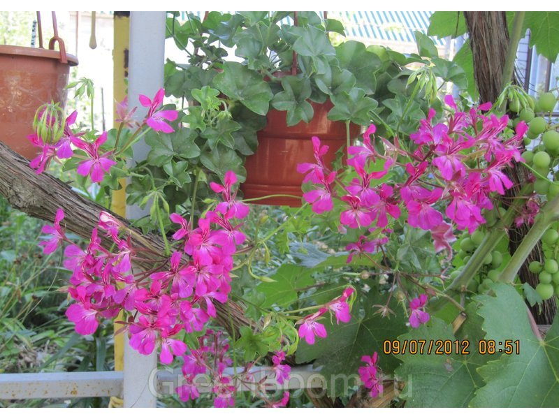Пеларгония плющелистная Tornado Fuchsia