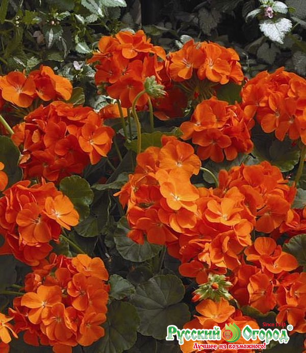 Пеларгония Maverick Orange, гибрид F1 Пеларгония Maverick Orange, гибрид F1