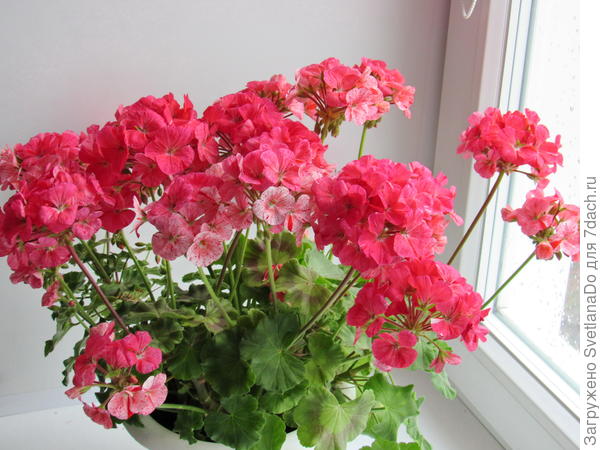 Моя прекрасная герань Моя прекрасная герань